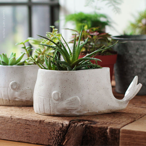 August | A Whale Of A Planter | 1.5 Hr Instructor Guided Workshop